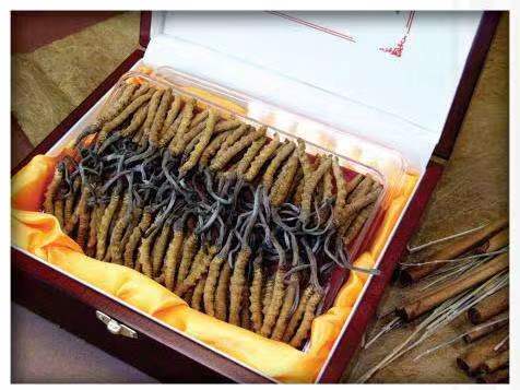 吉隆冬虫夏草回收